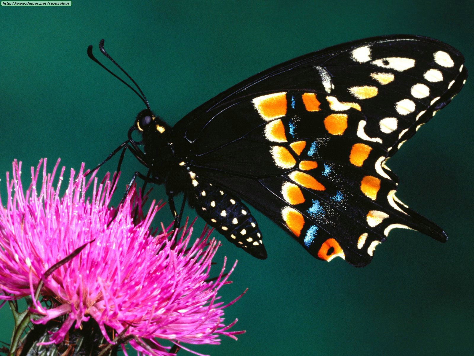 Fotografias de mariposas varias - Taringa!